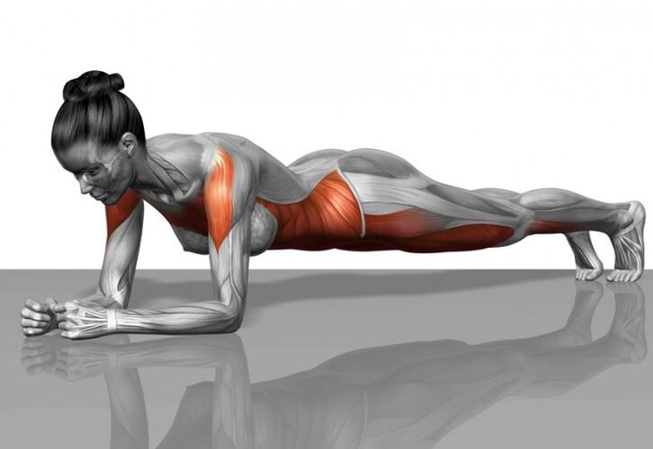 Muscle plan